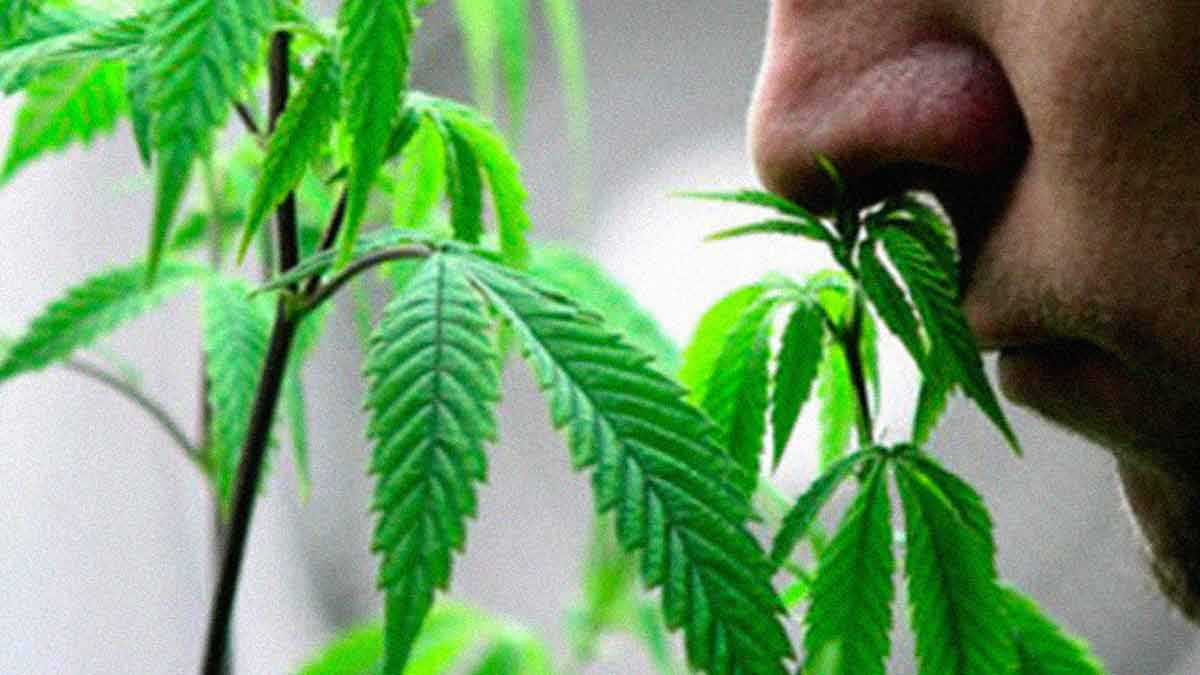 Wskazówki Ulepszające Naturalne Mechanizmy Obronne Uprawy Marihuany, Narkus